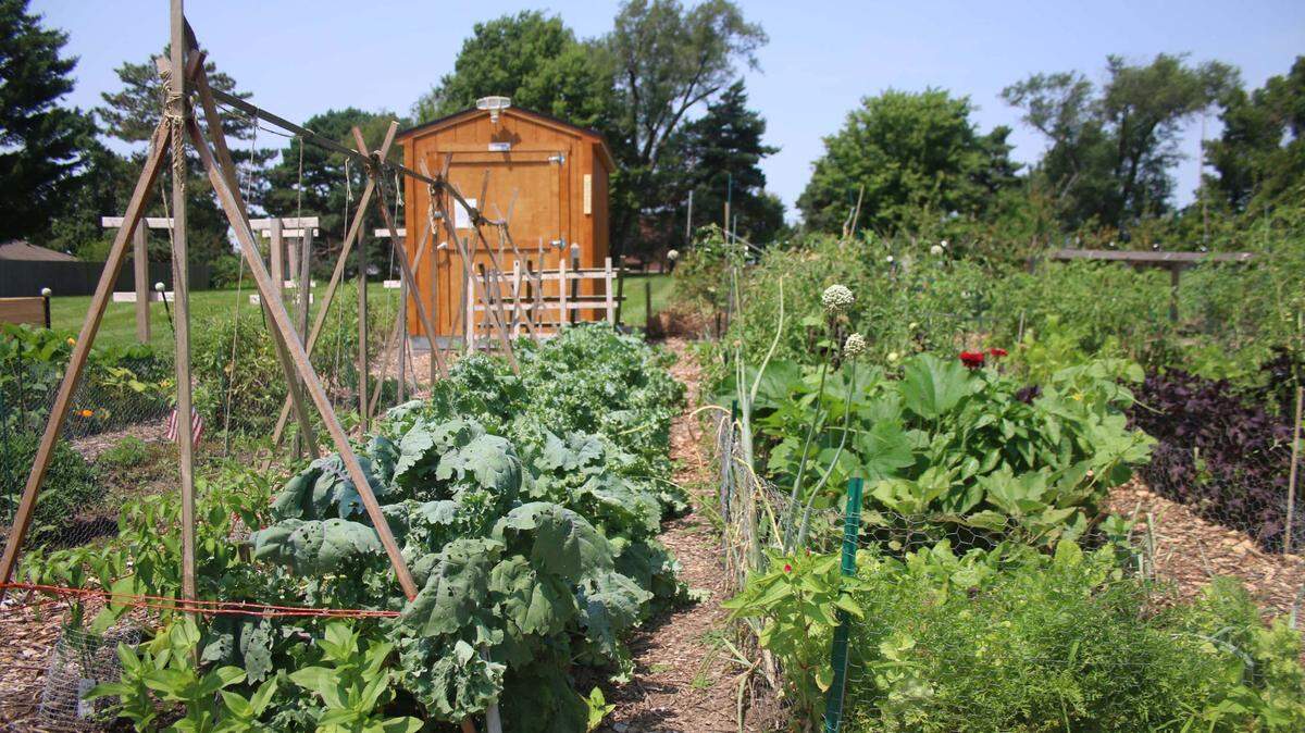 The 64 plots in the container garden on the grounds of Oak Park Library feature a variety of flowers, vegetables and herbs.
