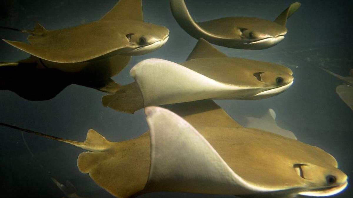 Stingray Bay, a touch tank with ocean rays and sharks, is tentatively scheduled to open May 18 at the Kansas City Zoo.