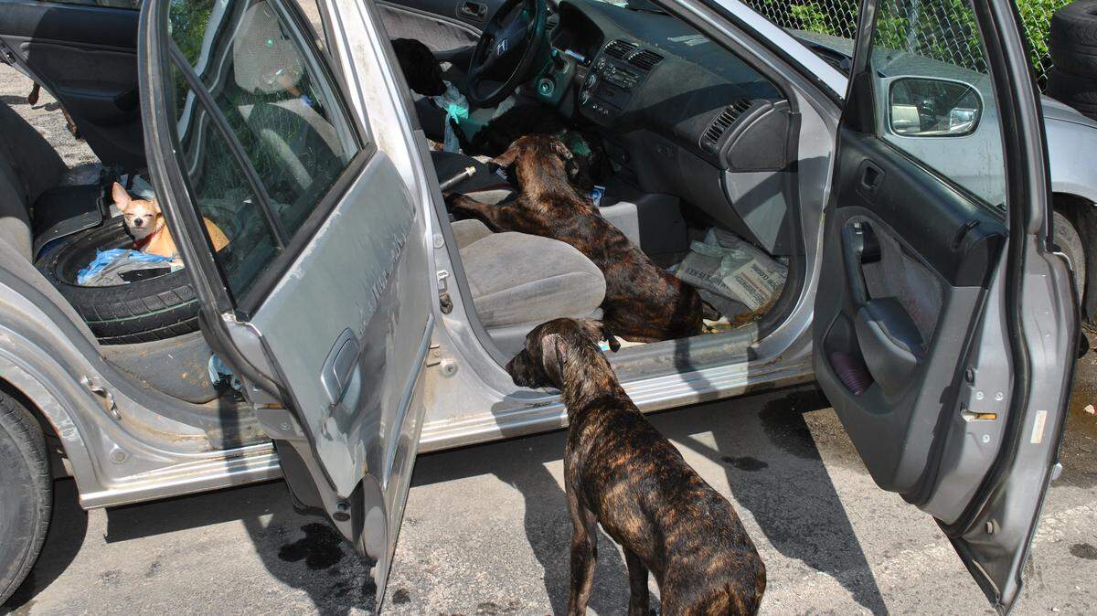 A worker called Ellisville, Missouri, police early Tuesday, May 22, 2018, after finding 13 dogs trapped inside a "fogged up" car parked in the back lot of a distribution service center.
