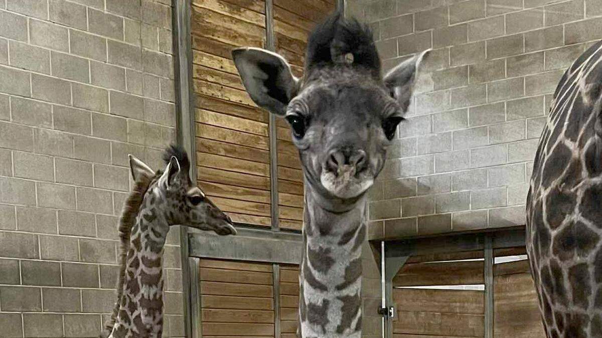 The Kansas City Zoo & Aquarium announced the birth of Aspen, a female giraffe who was welcomed into the world Dec. 29, 2025. The zoo will open its new Giraffe Crossing exhibit on Friday, May 22.