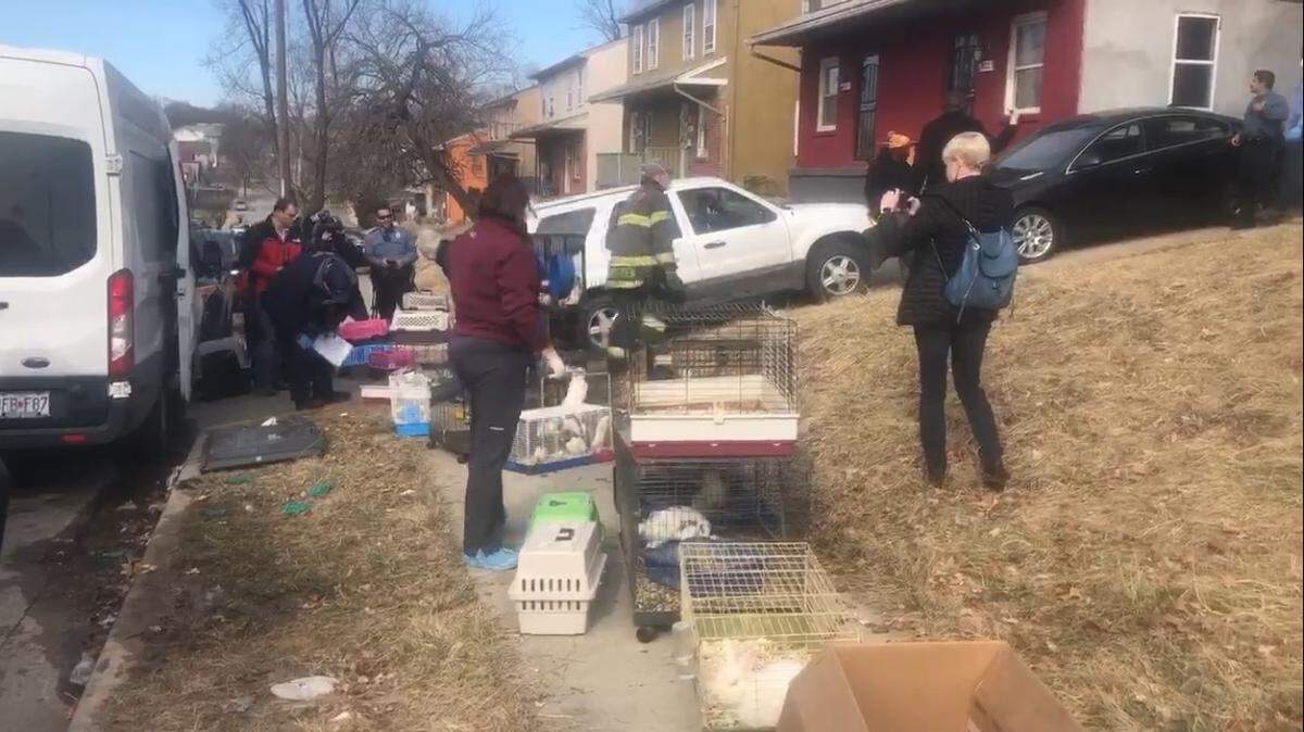 City officials on Monday were removing about 300 lab rats, rabbits, guinea pigs, turtles and geckos from a duplex in the 4000 block of Wabash Avenue, according to the Kansas City Neighborhood and Housing Services