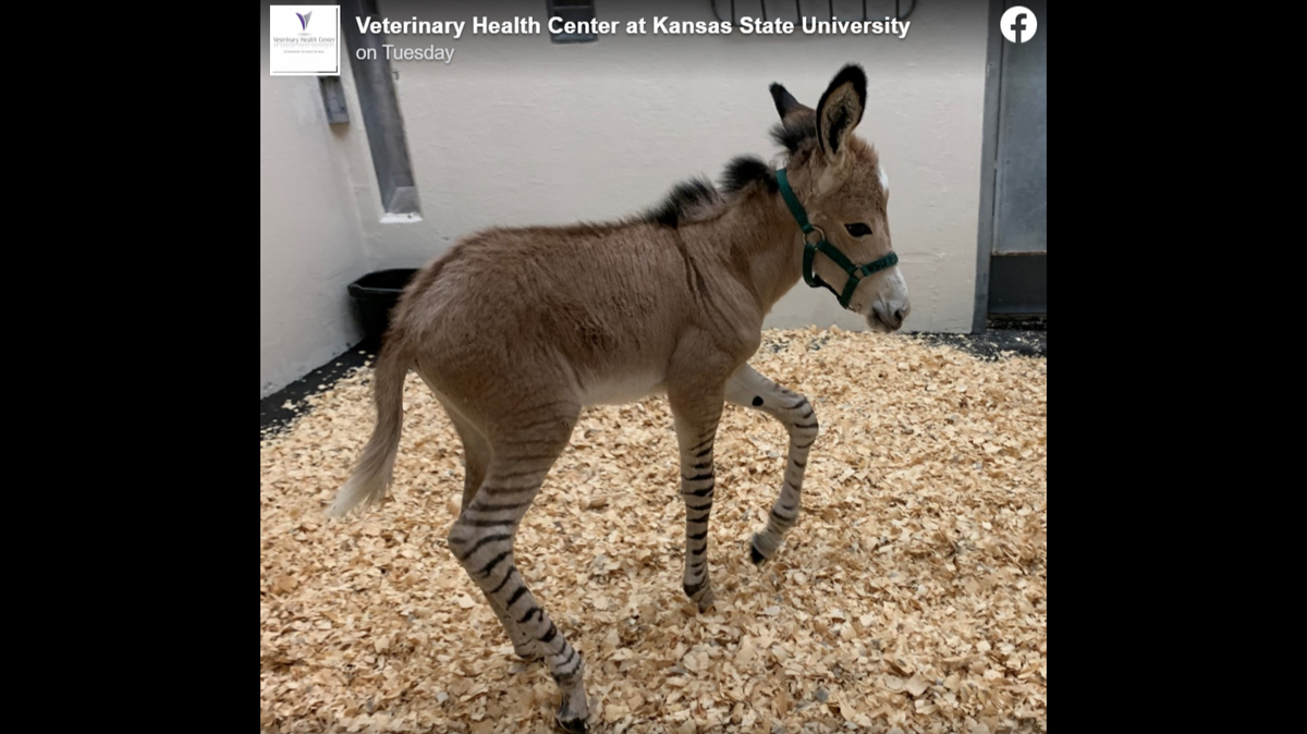 Zyla the zonkey is a rare hybrid who is part zebra and part donkey.