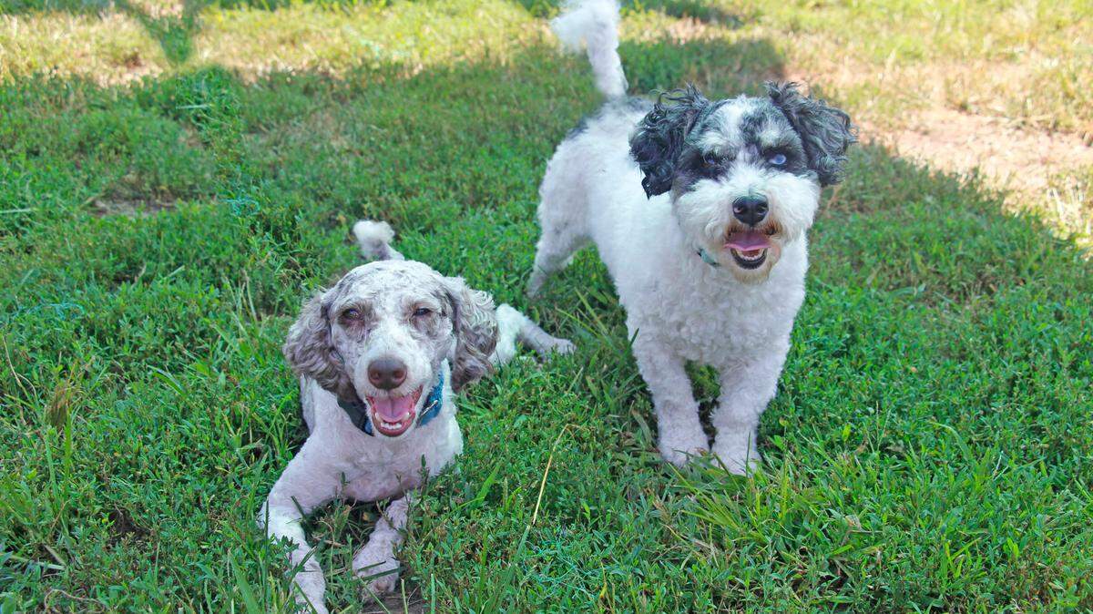 Bixby and Ruek