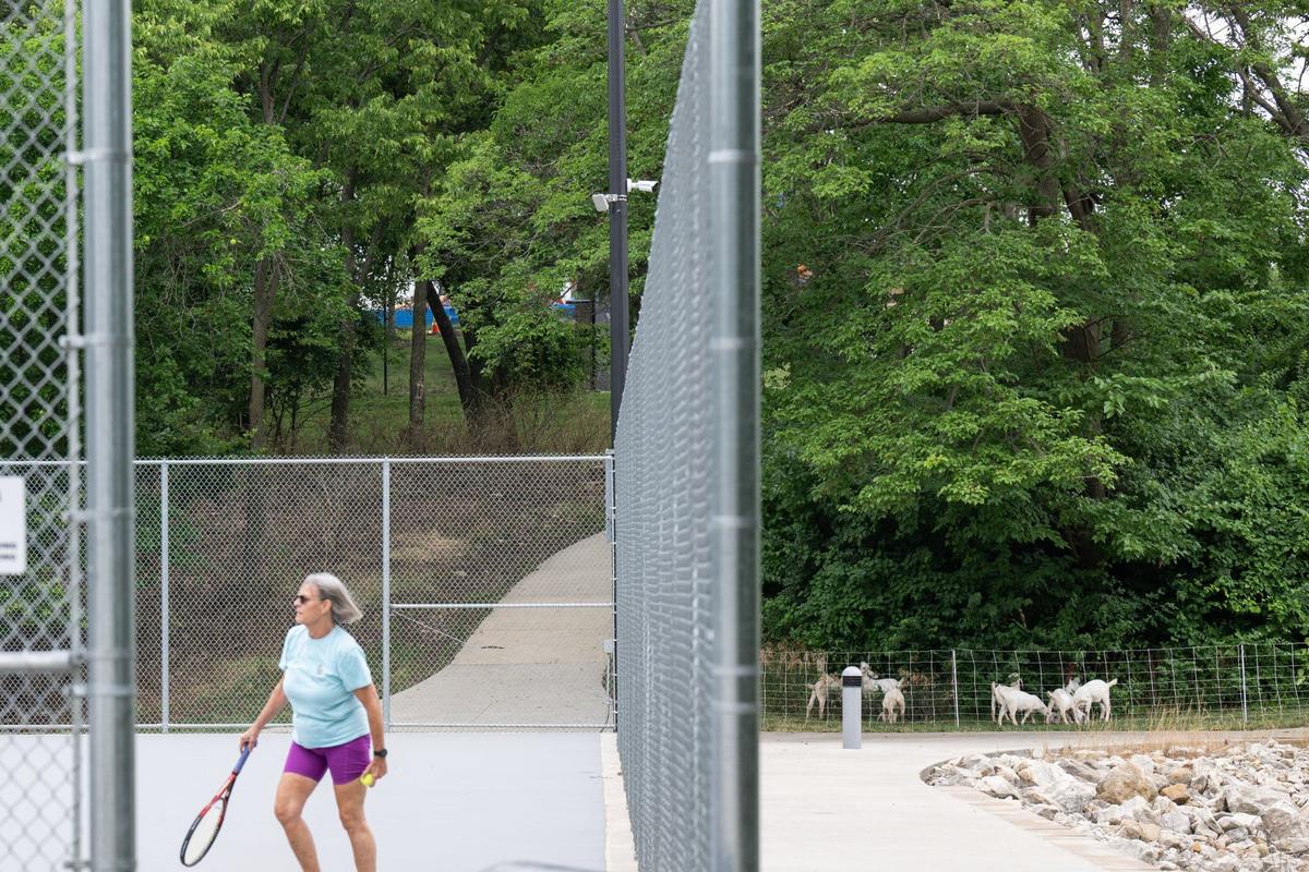 A woman plays tennis while goats graze on weeds nearby at Sar-Ko-Par Trails Park in Lenexa. The goats graze the park twice a year to maintain vegetation in hard to mow areas.