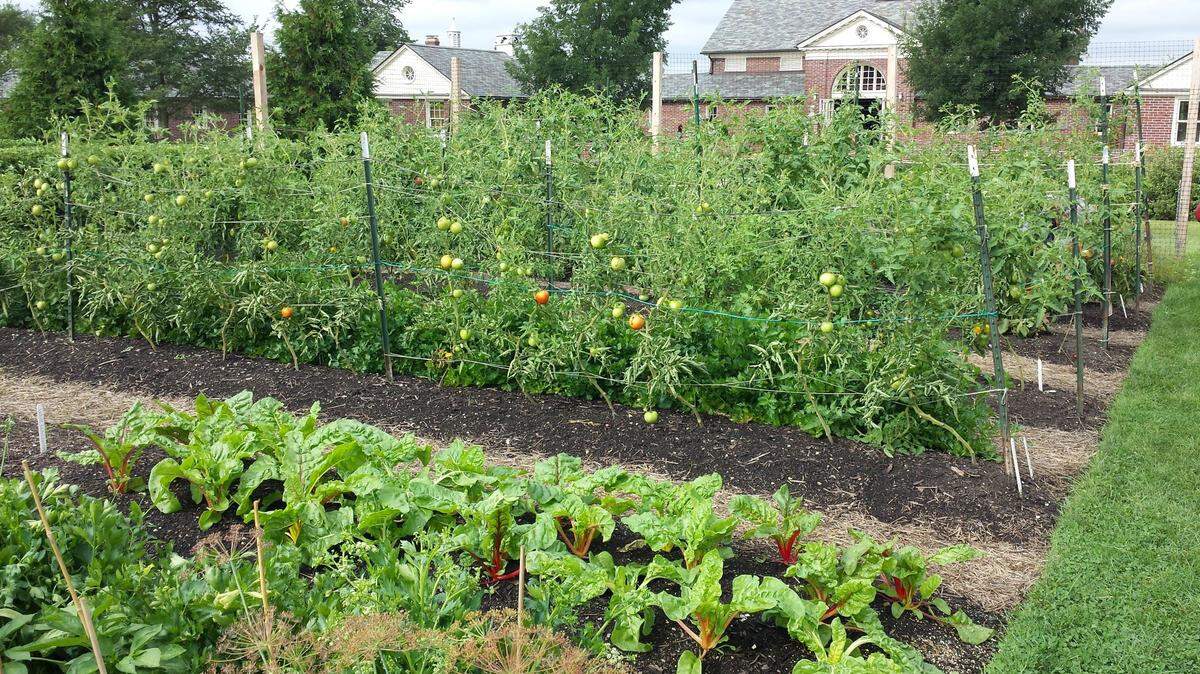First-timers should start looking at the space around their home now when planning out a veggie garden. All crops like lots of sunlight.