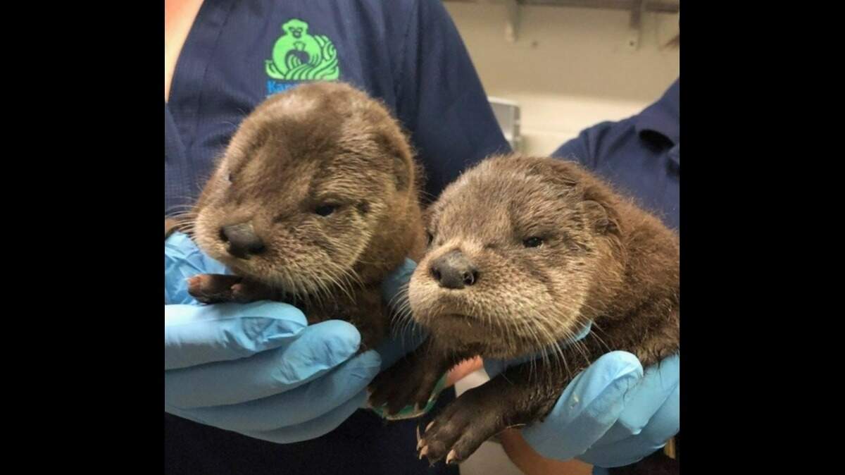 The Kansas City Zoo announced the birth of two otter pups Tuesday afternoon. They have yet to be named and will soon be moved to a habitat viewable to the public.