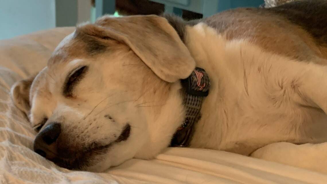 Her husband and the family beagle team up for a concert this fan could live without
