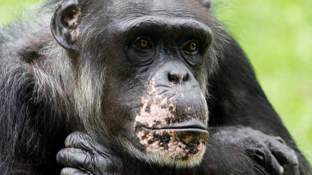 Patty was one of the oldest residents of the zoo.