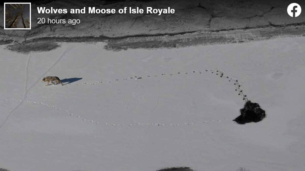 A wolf walks away after clawing itself out of icy Lake Superior, researchers said.