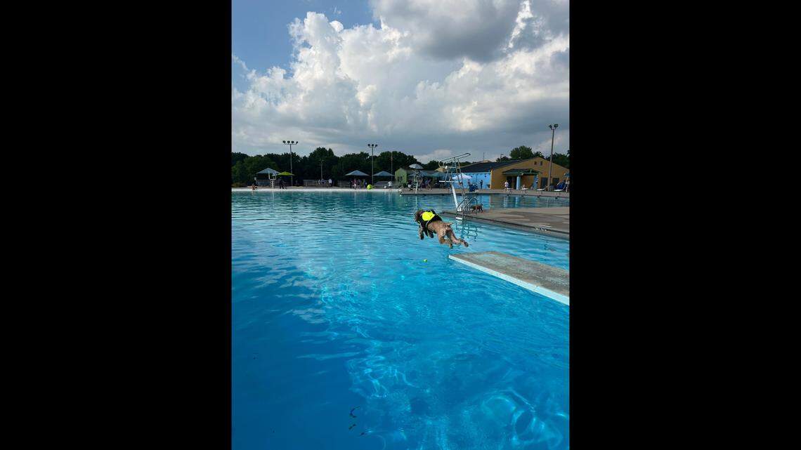 Taking the plunge at the annual Paws in the Pool in Lenexa was Hazel, a 2-year-old cockapoo from Shawnee. Hazel has loved diving into water since she was a puppy. This was Hazel’s second Paws in the Pool.