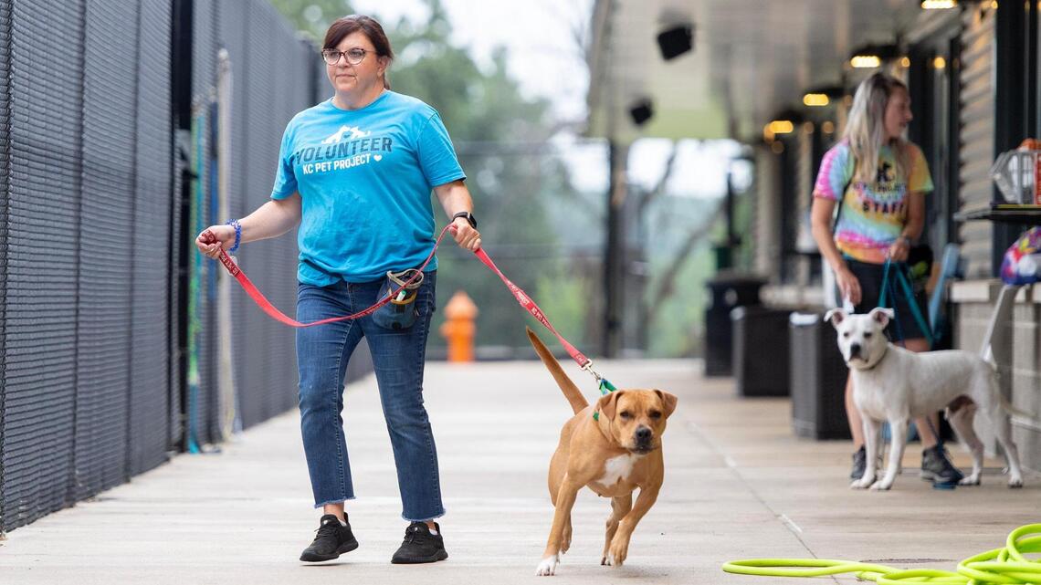 Kansas City’s at a crisis with too many dogs to adopt. Here’s a creative solution | Opinion