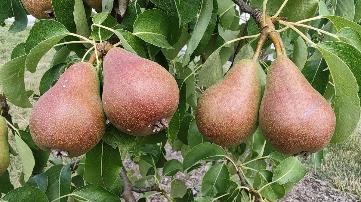 Want a healthy fruit crop? Early in the season, you may have to thin the fruit. Look for the healthiest, least damaged and largest among the cluster to keep and discard the others.