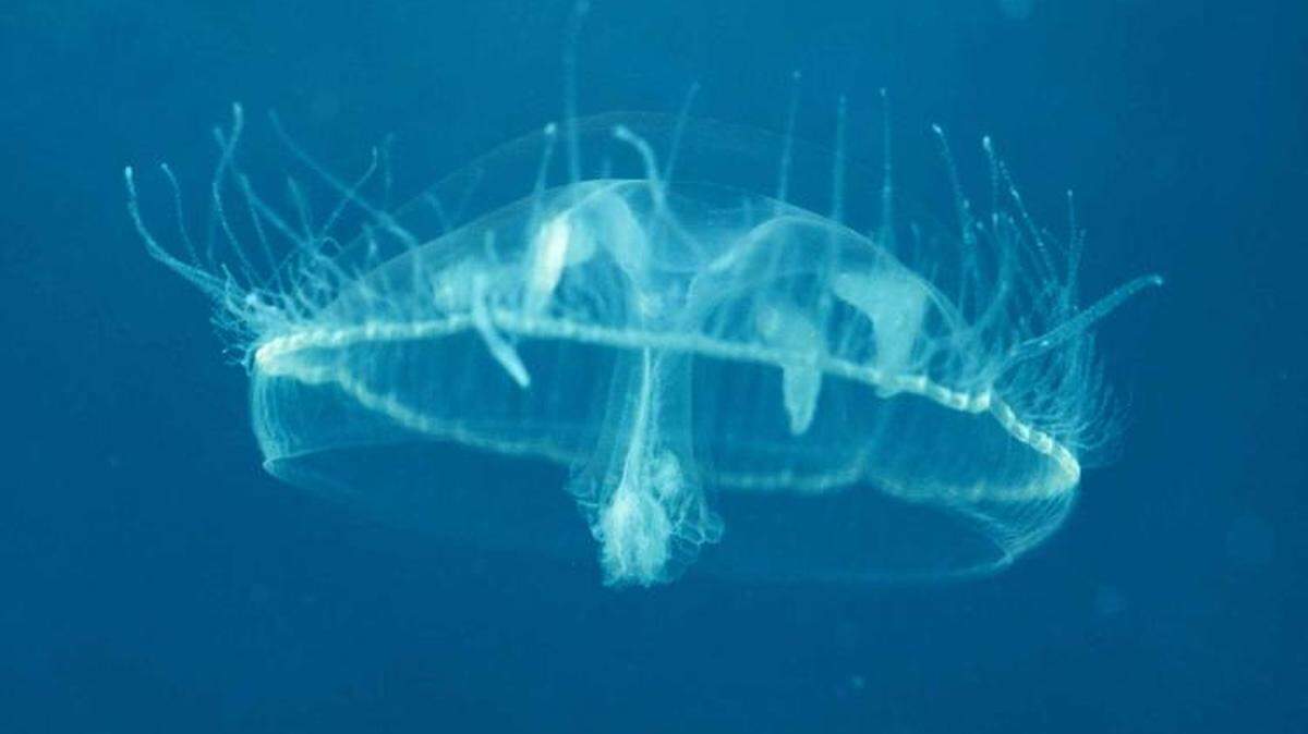 A Missouri Department of Conservation employee posted a 6-second video of jellyfish bobbing in Lake Tom Sawyer at Mark Twain State Park. “September is a great month” to view jellyfish, the department wrote.