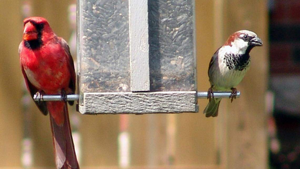 Avian flu is still ‘widespread.’ Is it safe to put out bird feeders? It depends.