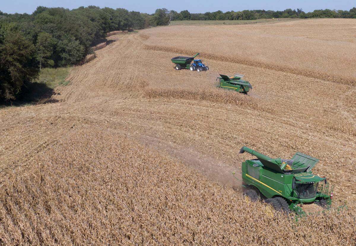 Corn is harvested from a field in September on the reservation of the Iowa Tribe of Kansas and Nebraska in White Cloud, Kansas. The crops are being grown using regenerative agriculture methods that include soil testing, cover crops and no tillage.