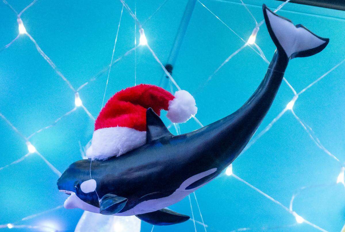 An Orca whale sports a Santa cap at The Frosted Reef, an under-the-sea-themed holiday pop-up bar, which opens Wednesday, November 26, 2025, at Margaritaville Hotel Kansas City. The hotel is located at 1491 N. 98th Terrace, in Kansas City, Kansas. Reservations are recommended.