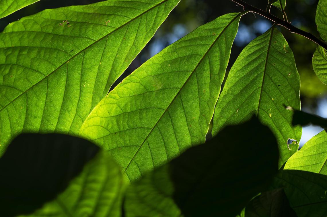 Sunlight illuminates a branch of pawpaw leaves at George E. Kessler Park in Kansas City. Pawpaw leaves are six to twelve inches long and three to five inches wide. The leaves are dark green until early fall when they turn yellow.