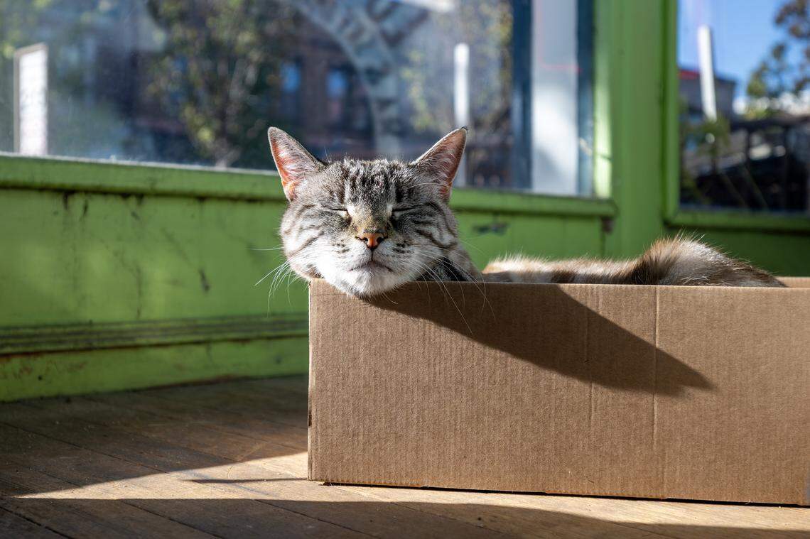 Chardonnay, a shop cat, nestles inside a small box by a window at Love Garden Sounds on Wednesday, Nov. 5, 2025, in Lawrence.