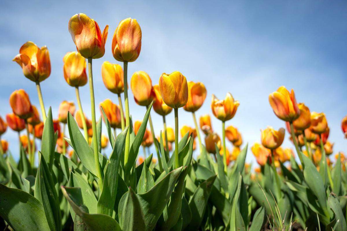 Apricot-colored tulips, one of about 40 varieties, bloom in the field on opening day of the Tulip Festival.