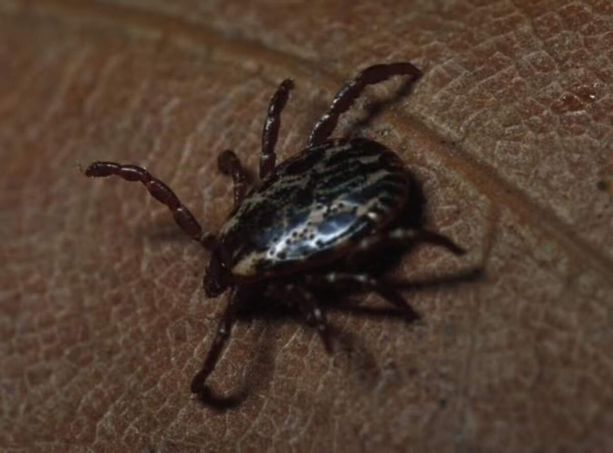 American dog ticks are identified by the white lace-y pattern on the back. They can change appearance when engorged from feeding on blood.