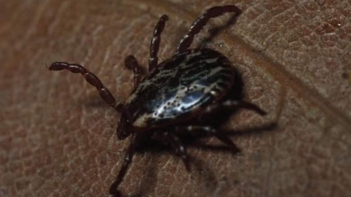 Expect more of these pests this summer in Illinois (+ how to stay protected)