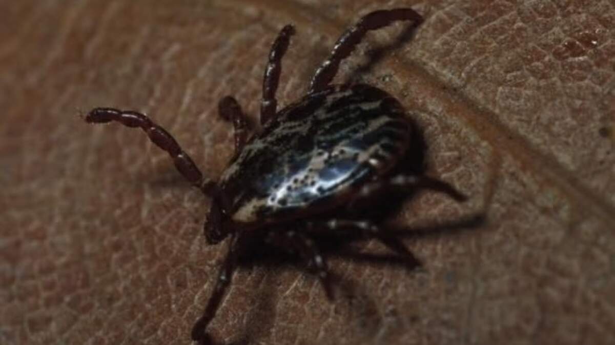 American dog ticks are identified by the white lace-y pattern on the back. They can change appearance when engorged from feeding on blood.