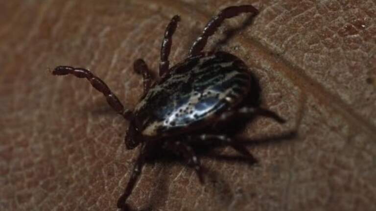 Expect more of these pests this summer in Illinois (+ how to stay protected)