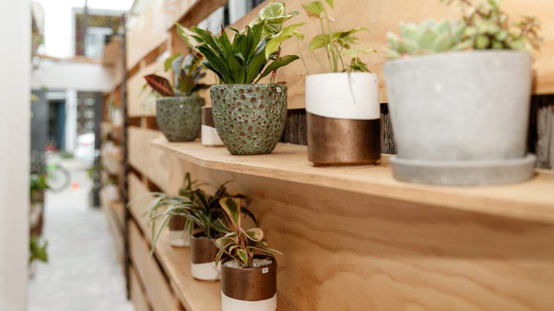 Row of indoor plants.