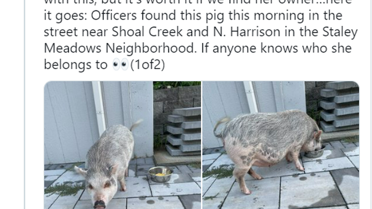 Kansas City police helped locate and return Pearl the pig to her owner Tuesday.