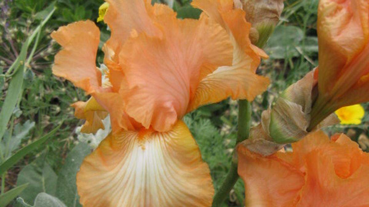 Now is the perfect time to divide your irises as the soil has been loosened by recent rains. Irises are one of the easiest perennials to grow in our area.