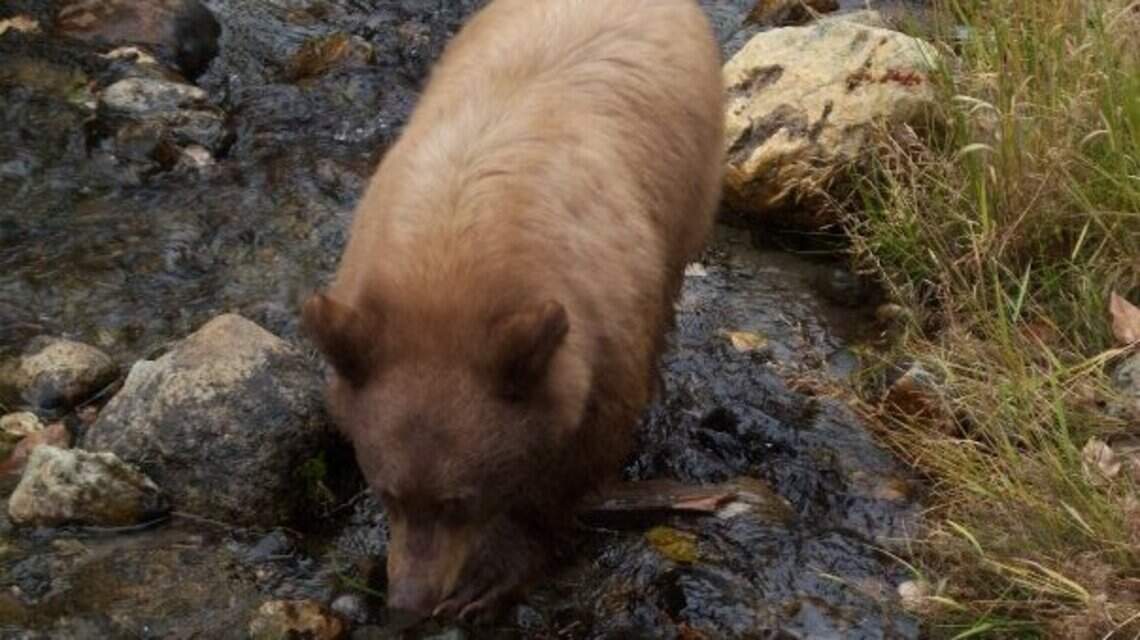 Picking ticks and fleeing bears: just two things that bug JoCo woman about camping