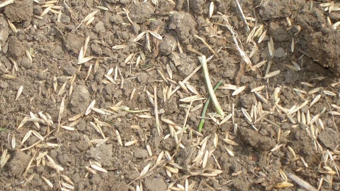 Got bare spots on your lawn? Now’s the time to take care of that. Here’s how