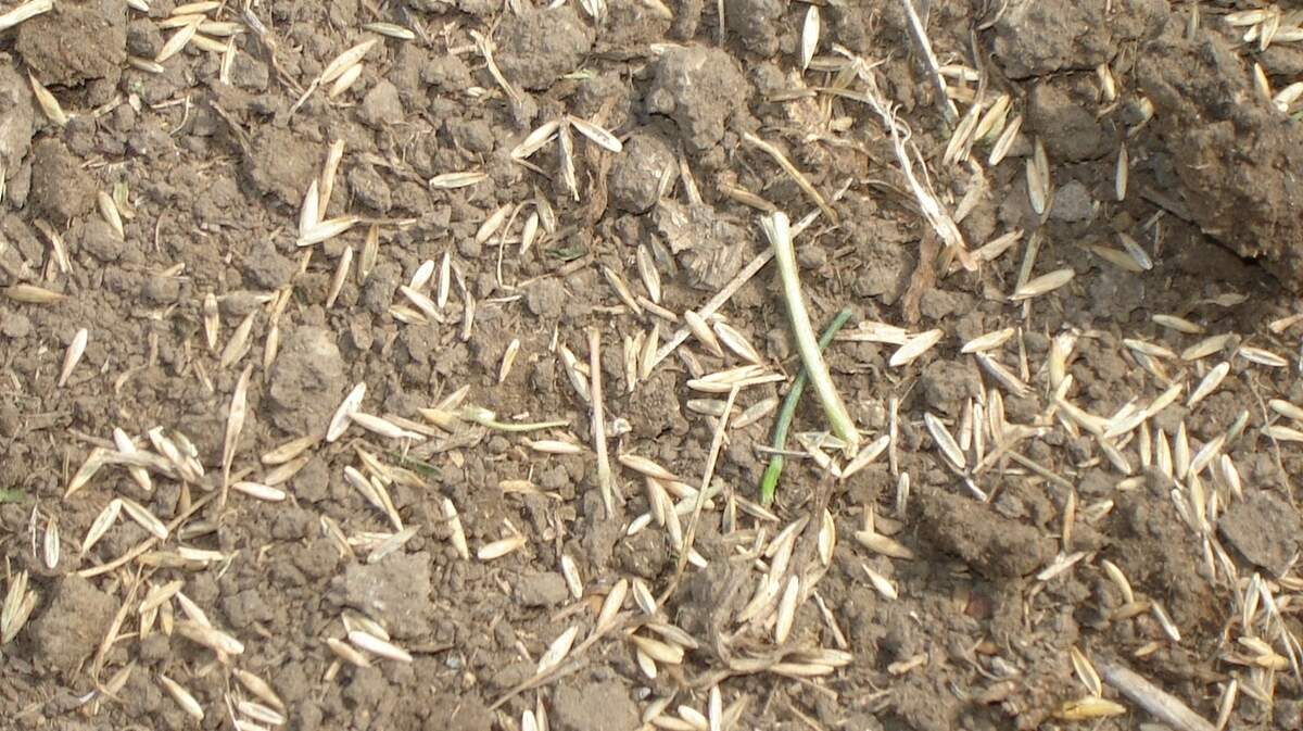   It’s important to determine how much seed you’ll need to put down to fill out your lawn.                         