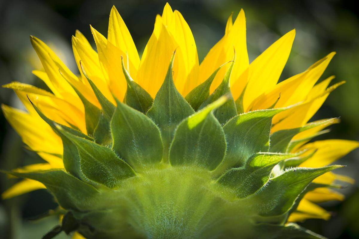 Early morning light illuminate the petals of a sunflower in September 2016 at Grinter’s Sunflower Farms, located in Leavenworth County between Tonganoxie and Lawrence. When in bloom, the fields draw visitors from all over the metro area.  