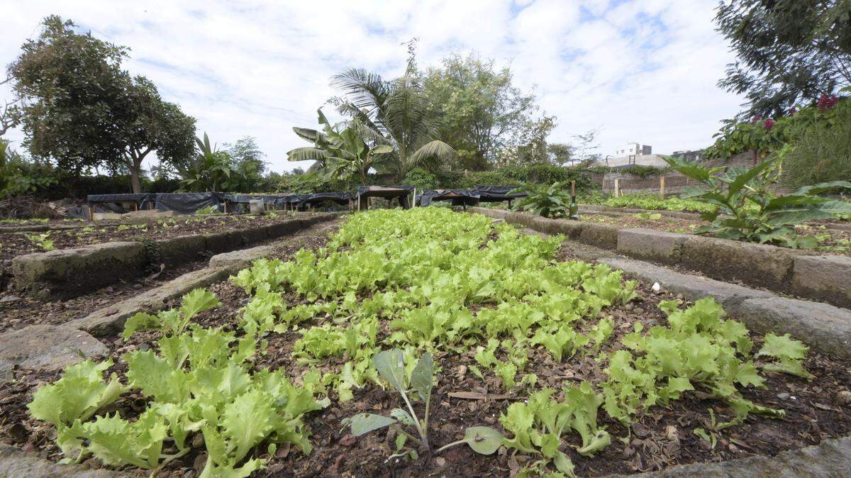 A garden bed.
