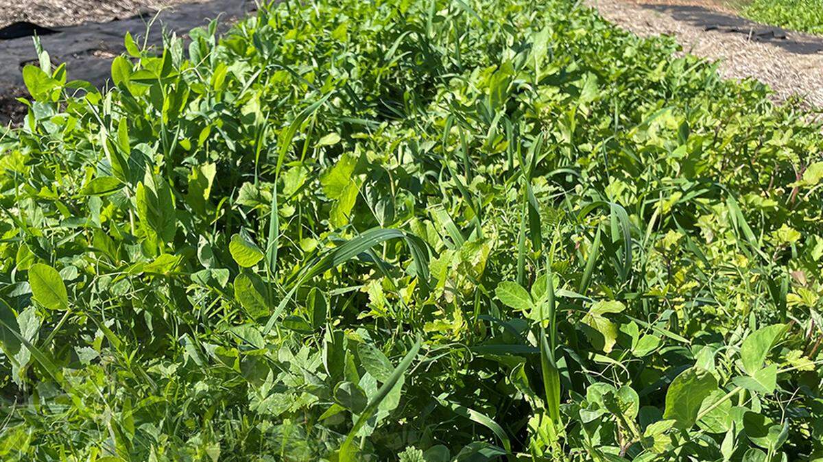 This cover crop consists of daikon radish, legumes and hairy vetch.