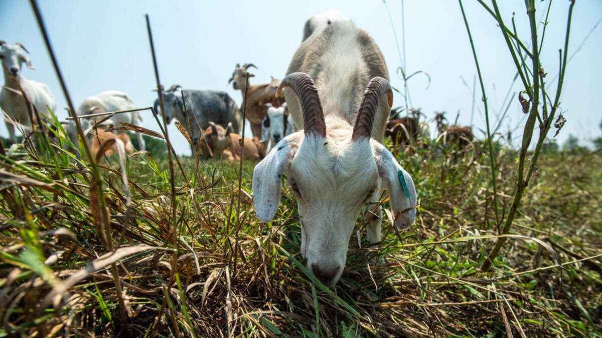 The company Goats on the Go uses goats to clear off weeds and brush on areas that are hard to mow.
