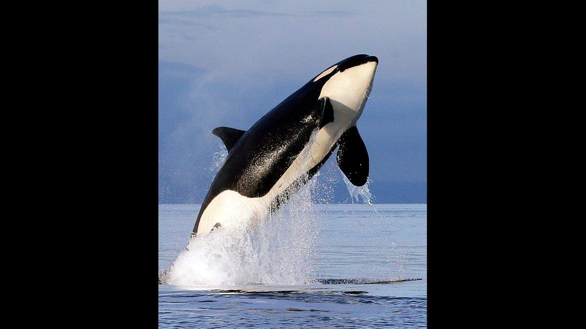 A new Internet app. Orcasound, livestreams audio from hydrophones - underwater microphones - used to locate whales near the San Juan Islands in the Pacific Northwest.