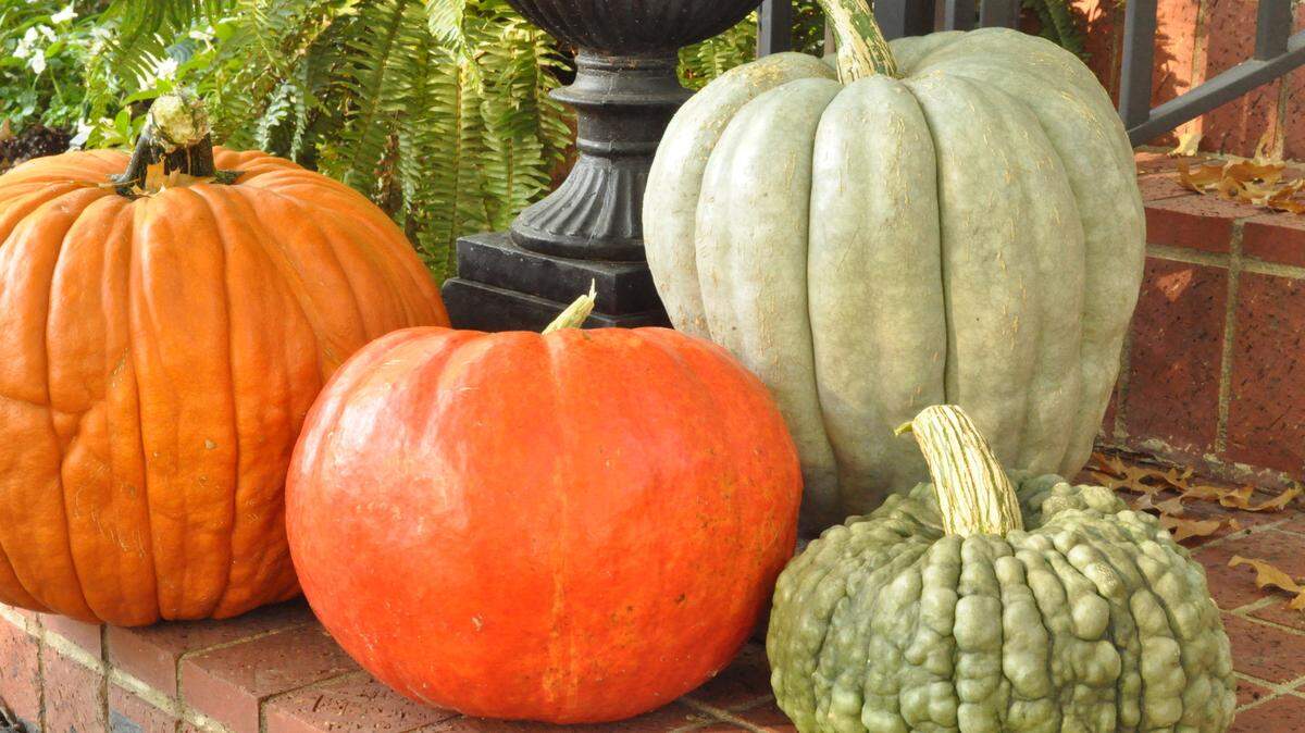 Area pumpkin patches are offering a variety of gourds.