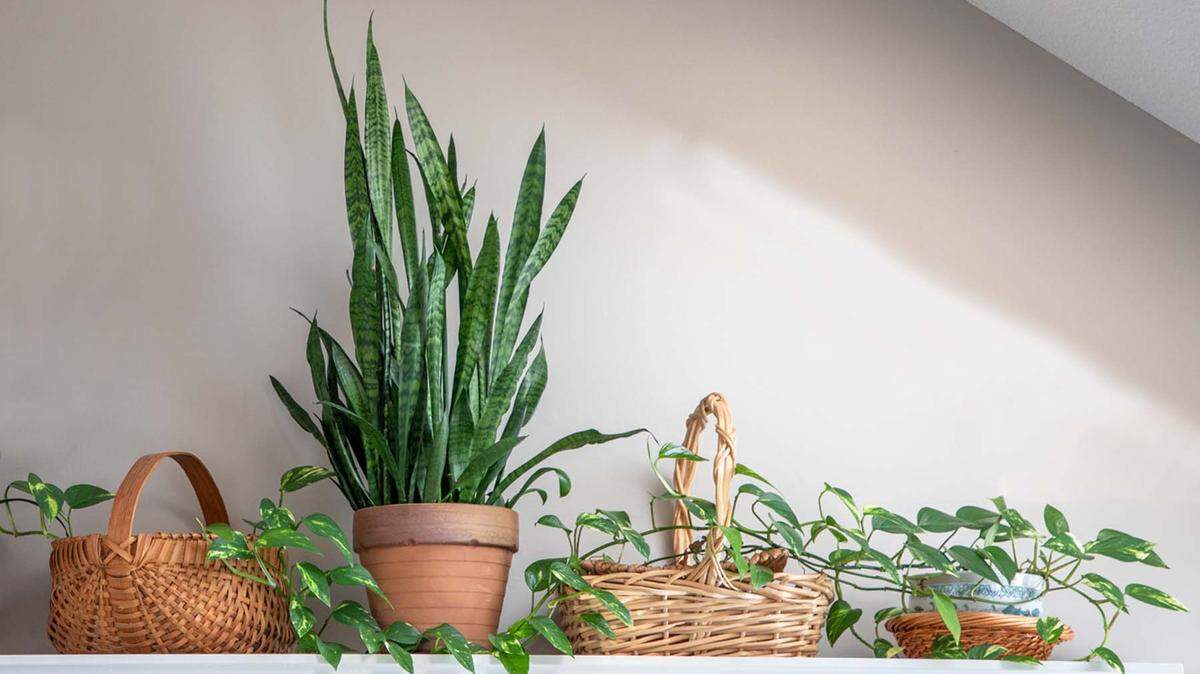 This Sansevieria (snake plant) and philodendron get plenty of light and just the right amount of water.