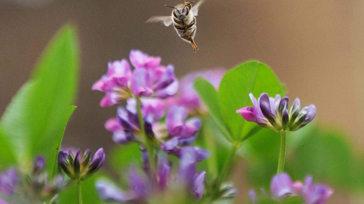 A bee flies over a flower.
