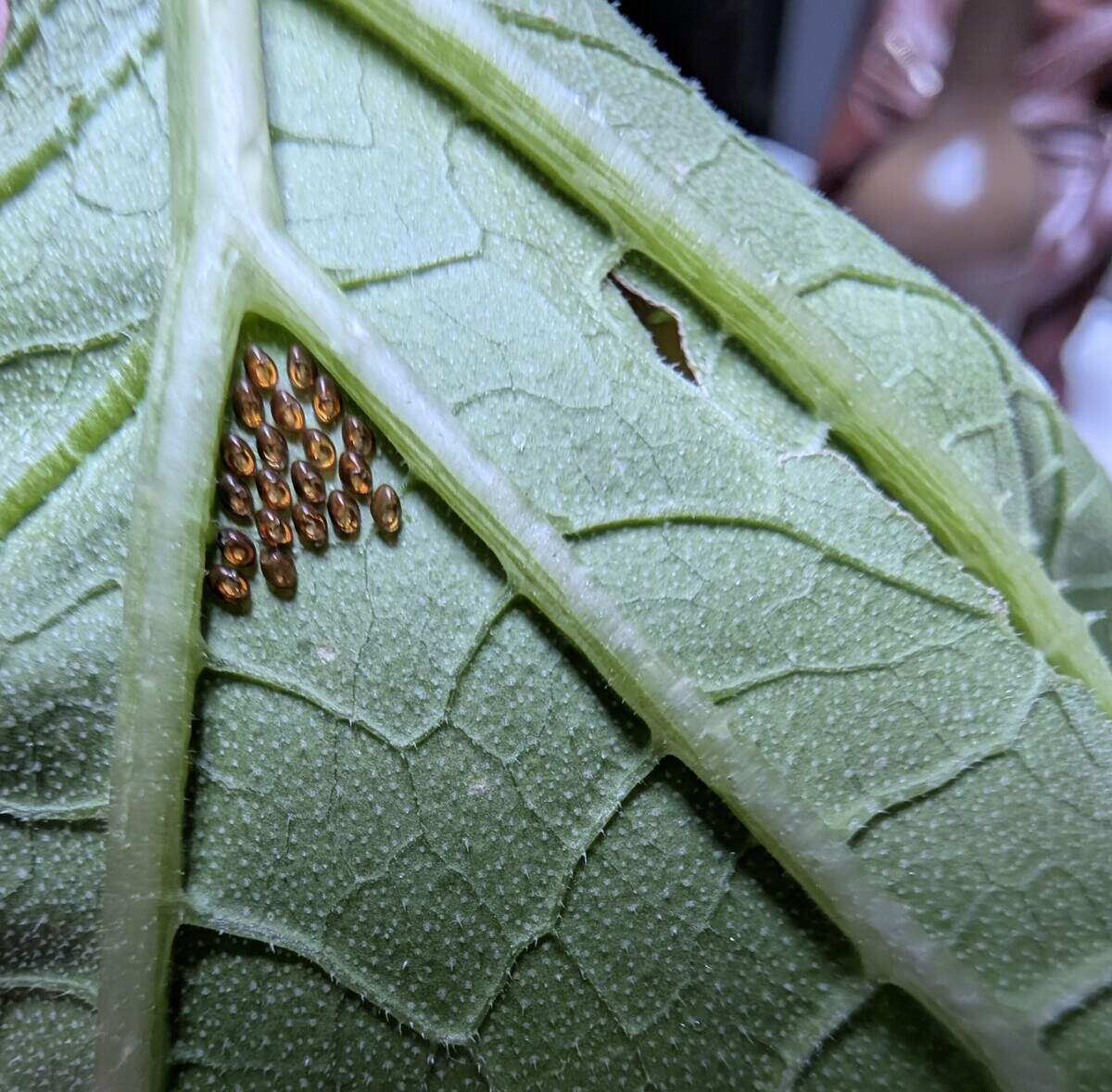 Squash bug eggs right before hatching.