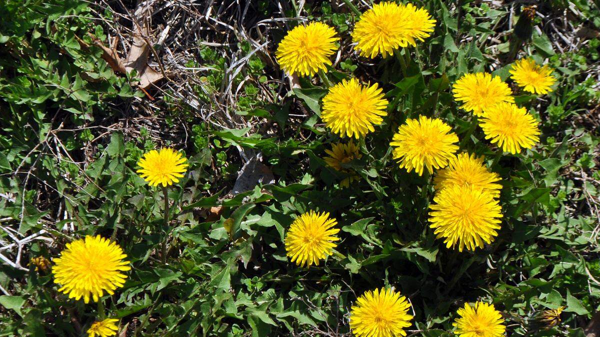 The best time to deal with dandelions is not now, but in the fall.