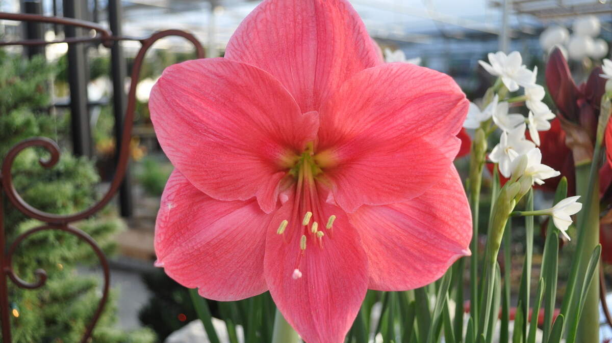 Let amaryllis brighten your holidays this year.