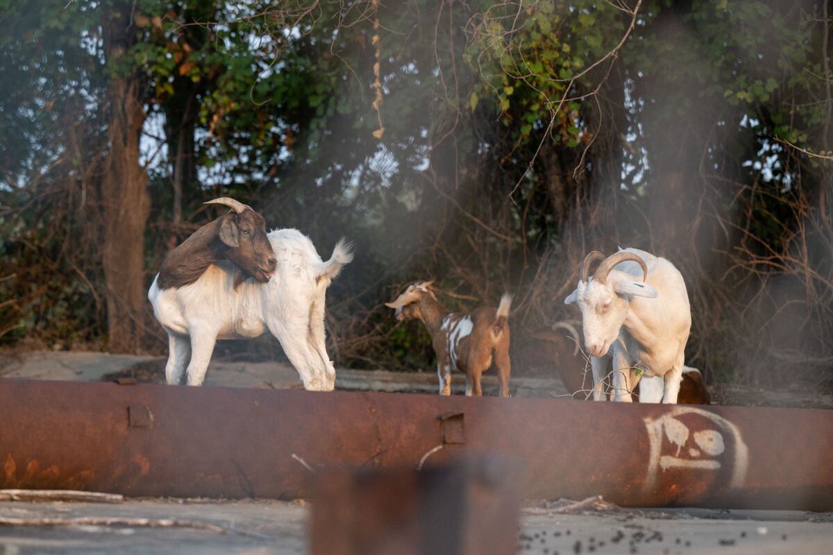 Goats that have been living alongside the Riverfront Trail in Kansas City were wrangled by Members of KC Pet Project’s Animal Services Division on Wednesday, Sept. 11.
