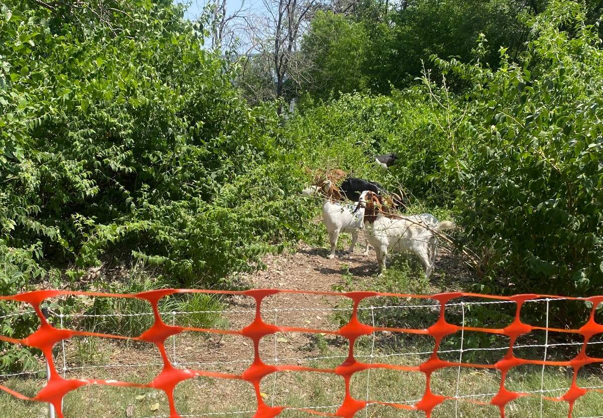 Goats began the work of clearing land near the Missouri River on Saturday.