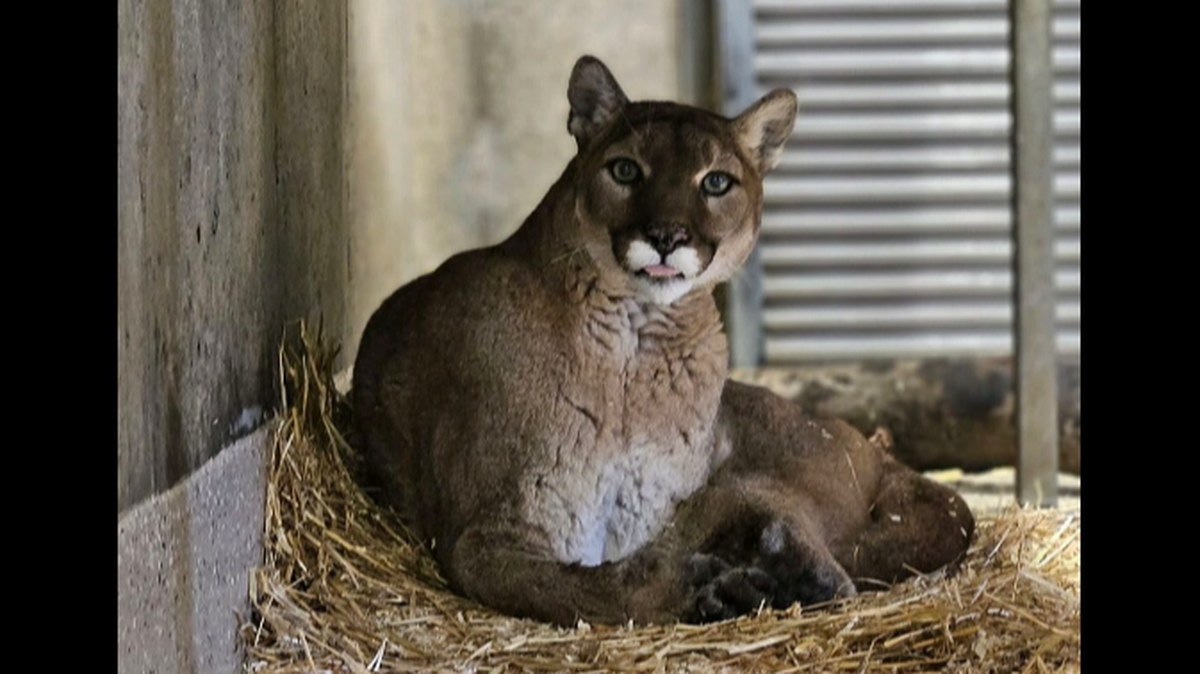 Cassy the mountain lion in her enclosure at the Topeka Zoo. She died on March 11.
