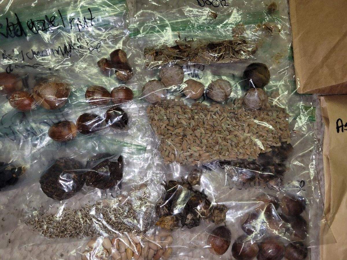 Some seeds are best stored in clear bags, while others do better in paper bags.