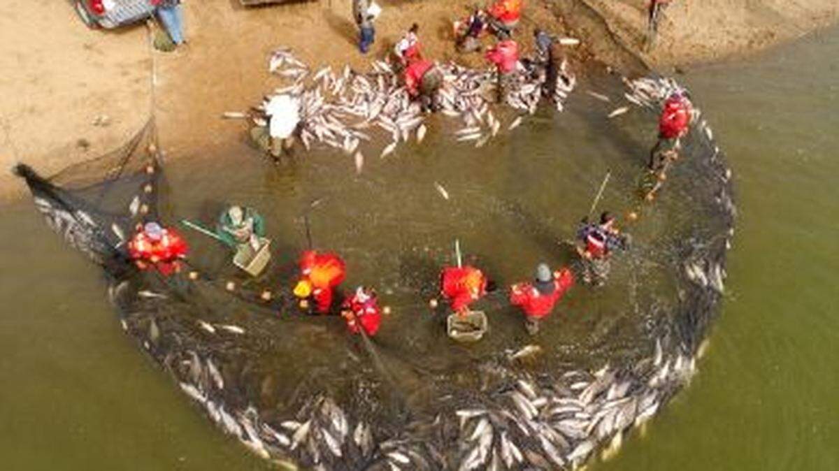 Conservationists used an experimental method to remove 47,000 invasive Asian carp from a Missouri lake.
