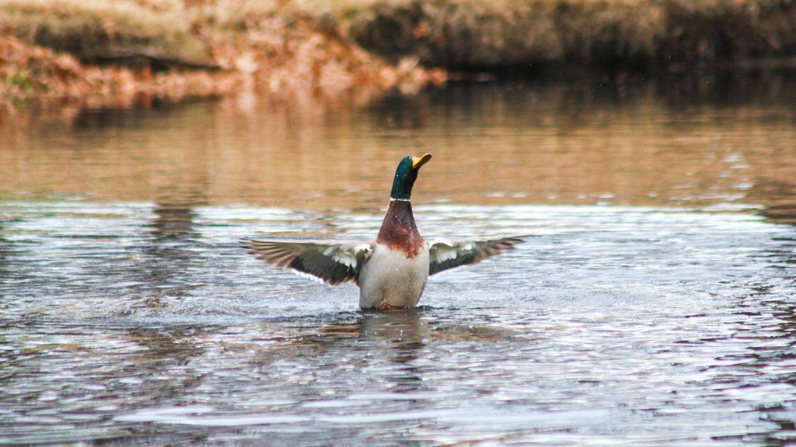 A duck flaps its wings in Rose’s Pond in Lenexa Dec. 10, 2025.